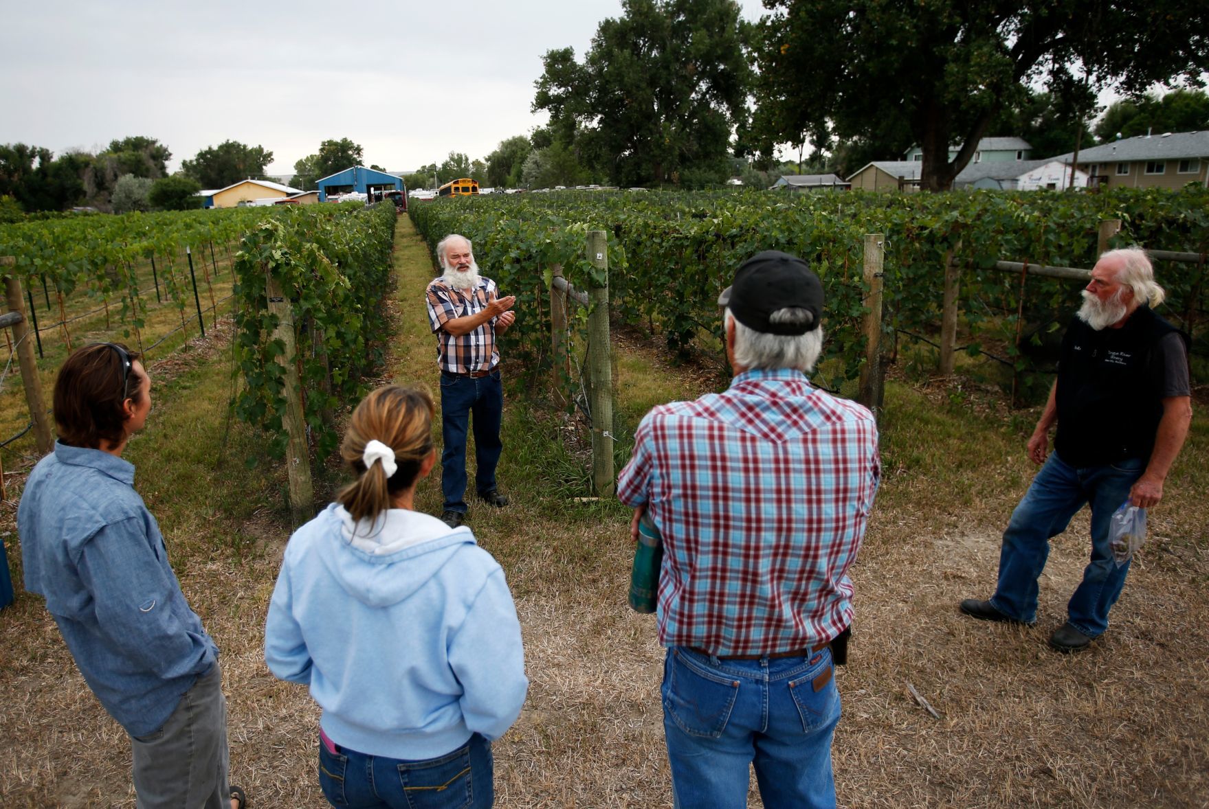 Laurel vineyard